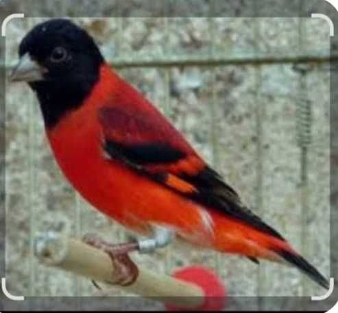 Cardinalitos de 2026
