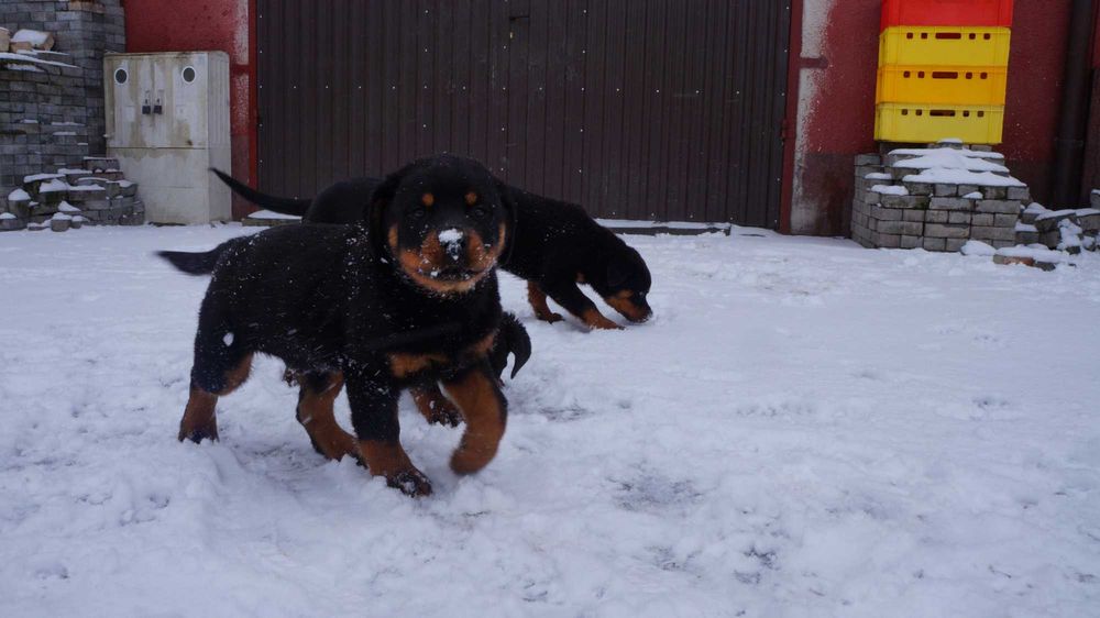 Sunia Rottweiler
