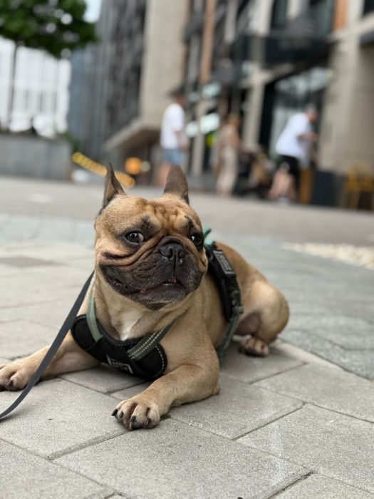 Французский бульдог