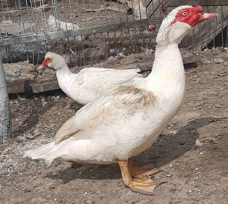 Продам селезня(качура),качок