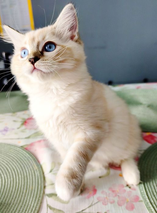 Kotka Ragdoll  Seal Mitted lynx