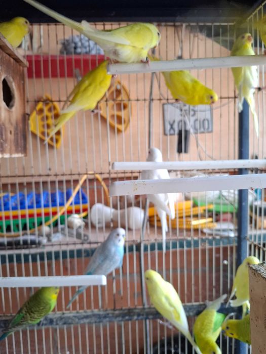 Animais para voarem para outras quintas