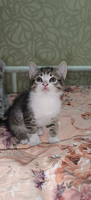 Віддамо котиків 2 місяці, Романково