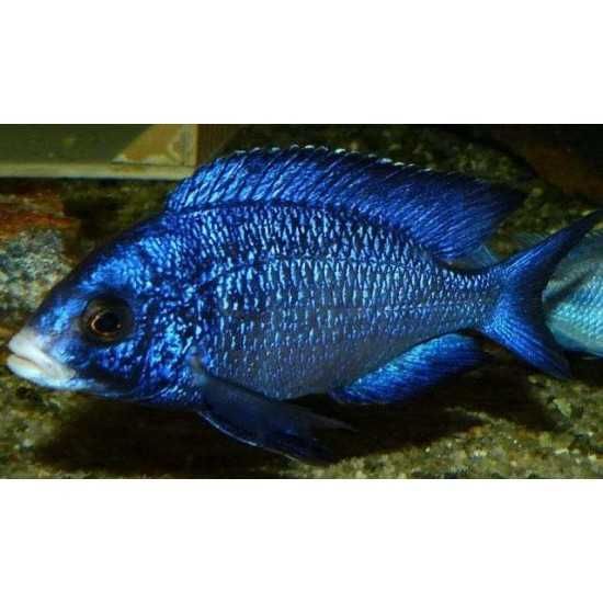 Белогубый дельфин, еллоу, L144 (снежинка), L201, L270,  гуппи желтая