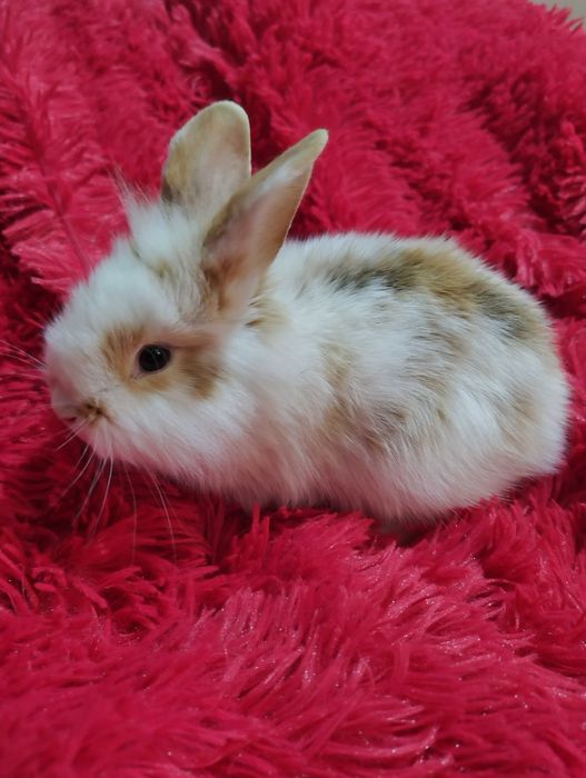 Sprzedam królika miniaturke samczyk