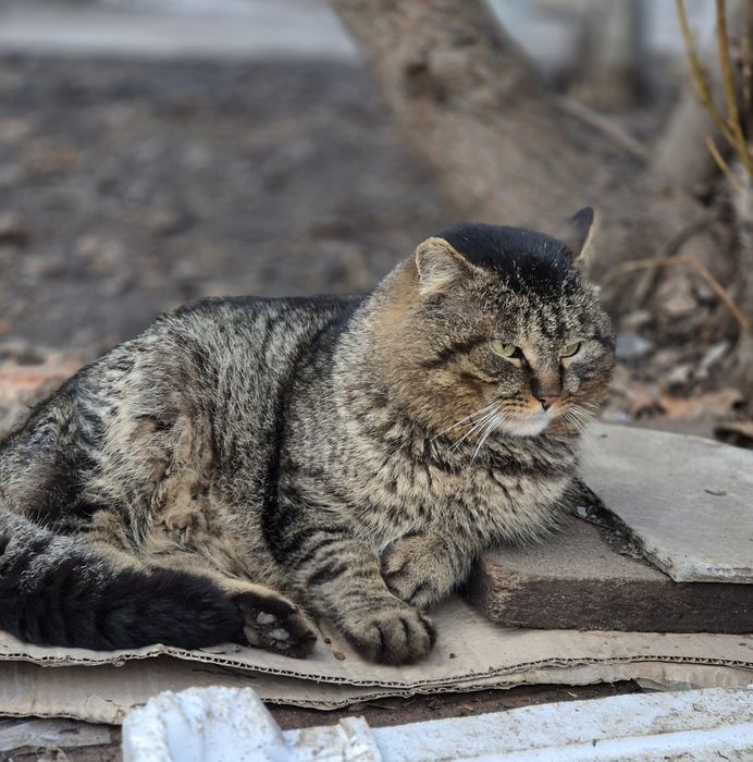 Котика  потрібен дім