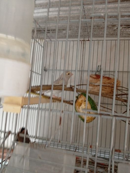 Vendo Canárias  e um macho
