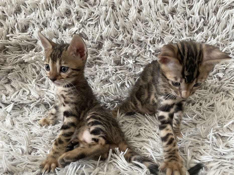 Бенгальські котики