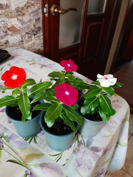 Катарантус   ампельний  в горщику