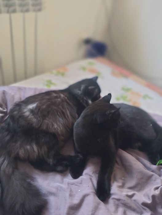 Стерилізовані кішка і котик шукають родини