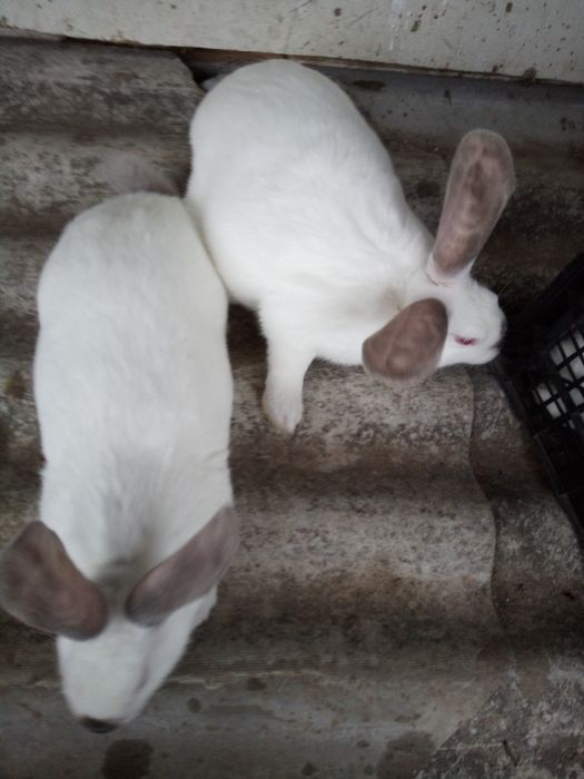 Кролі кролички мішаних порід