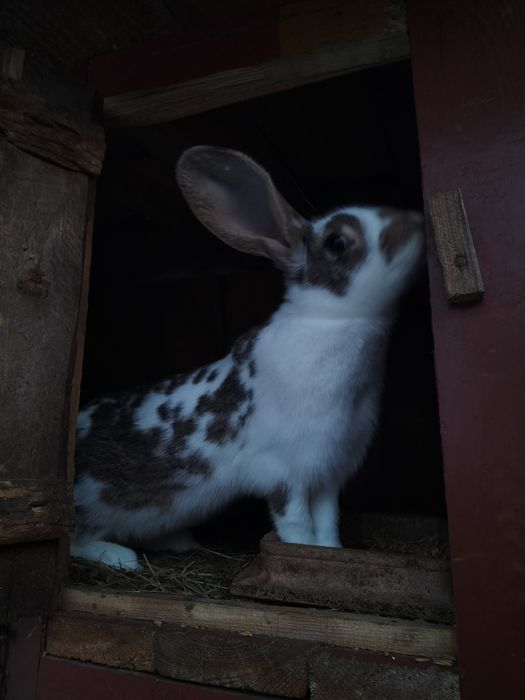 Sprzedam samicę REKS