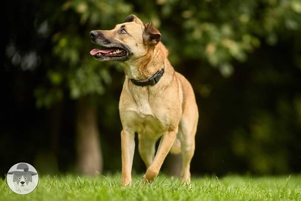 Zuzia na tropie domu