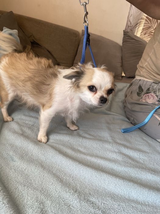 Chichuachua długowłosa suczka