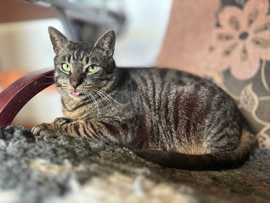 Portos – piękny burasek do adopcji