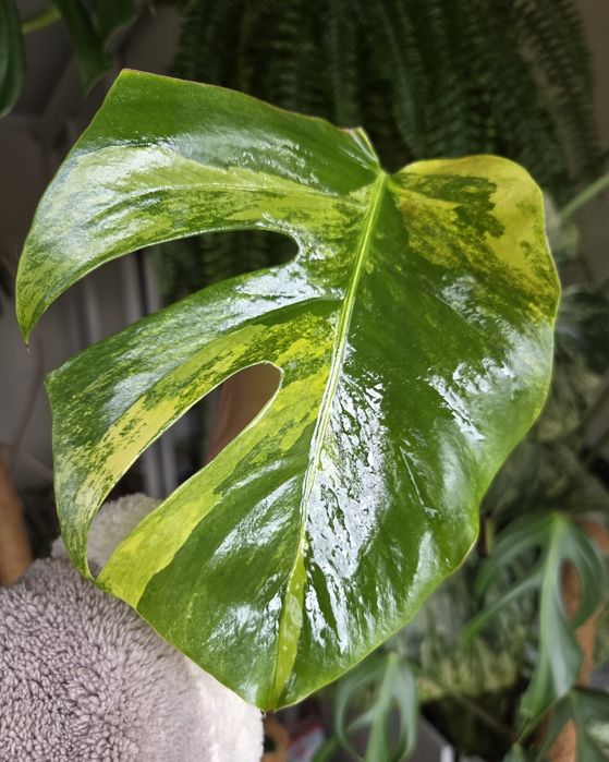 Monstera Yellow Merylin  - oryginalna z Tajlandii.