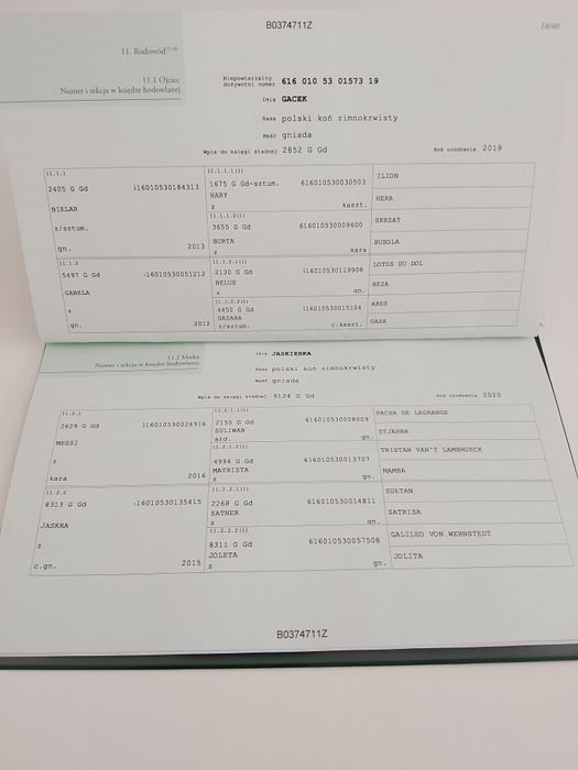 Sprzedam ogierka zimnokrwistego