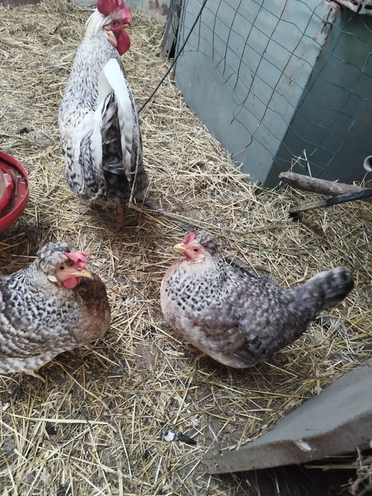 Ovos fecundados várias raças e pintos