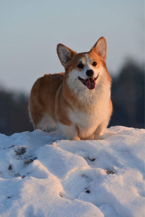 Продаються цуценята Вельш Коргі пемброк