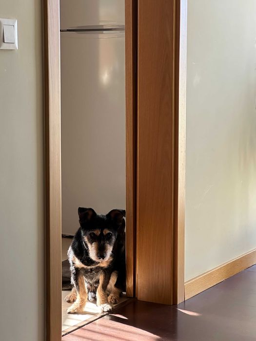 Joca, um verdadeiro companheiro de vida! | Adoção responsável Porto