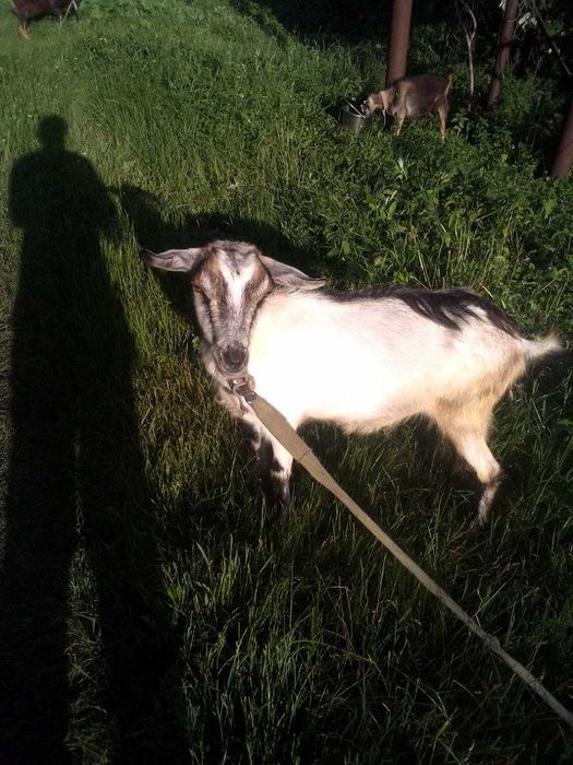 Продам 2-х річну козу