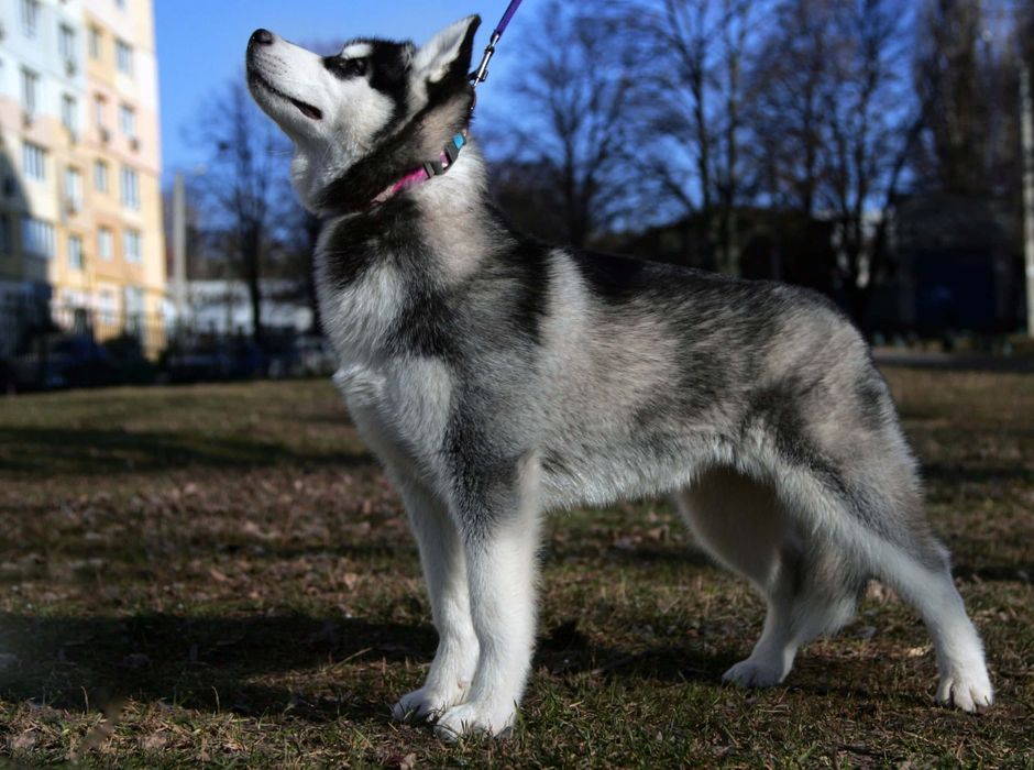 Хаскі із розплідника