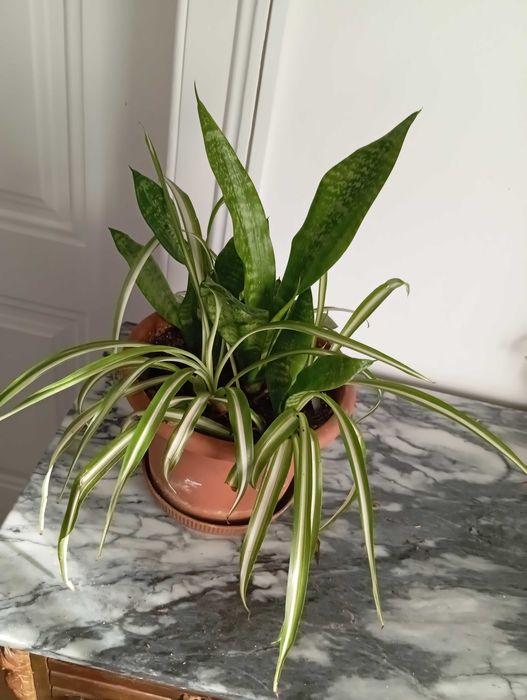 Duo Espada de São Jorge ev