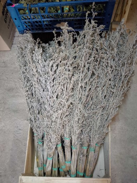 Веники для бани,берёза,дуб,канадский дуб,полынь,чебрец,мята