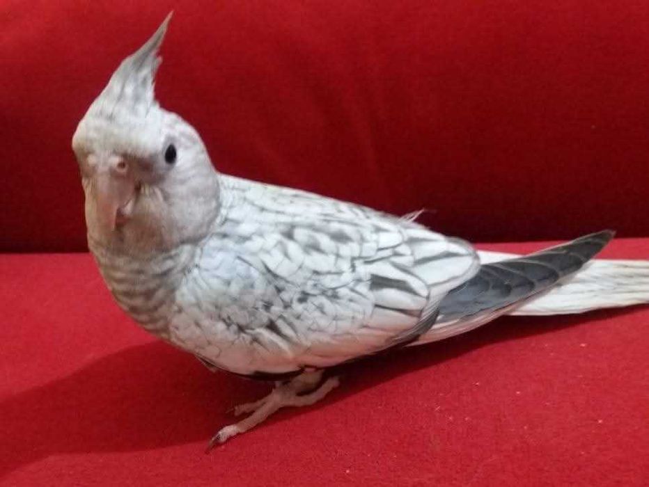 Ring neck bebê lindíssimo , KIT completo