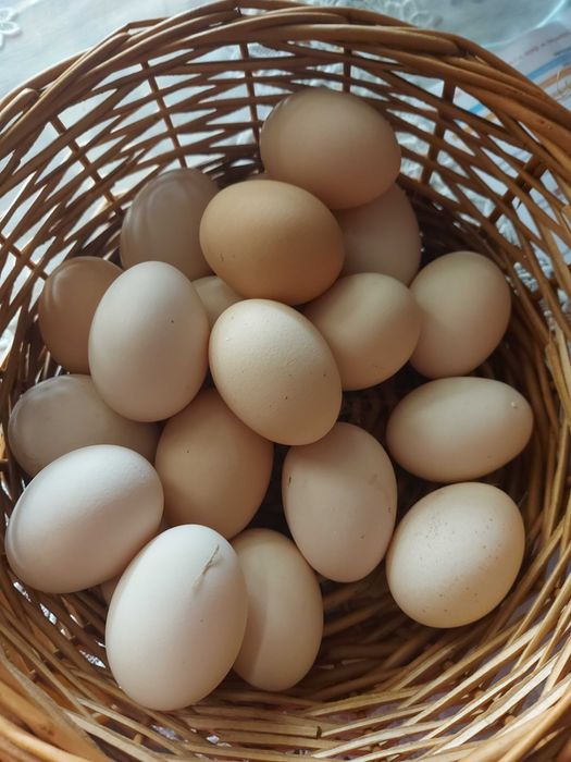 jajka swojskie sprzedam