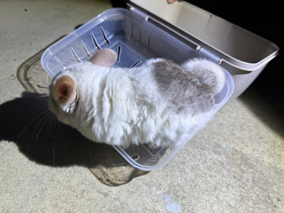 Szynszyl mozaika eksteremalna biały 5 miesięcy młody