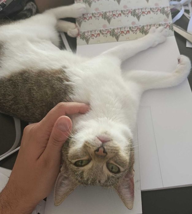 Urocza kotka szuka kochającego domu