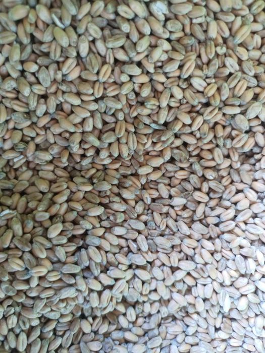 Pszenica workowana po 25 kg