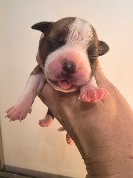 Staffordshire bull terrier stafik ZKwP FCI