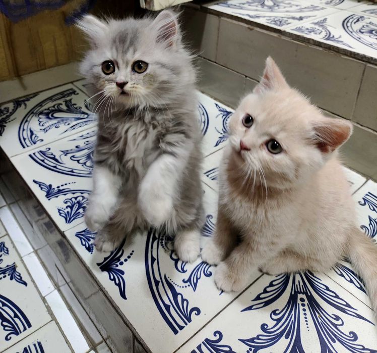 Кошенята Скотиш Братик і Сестричка