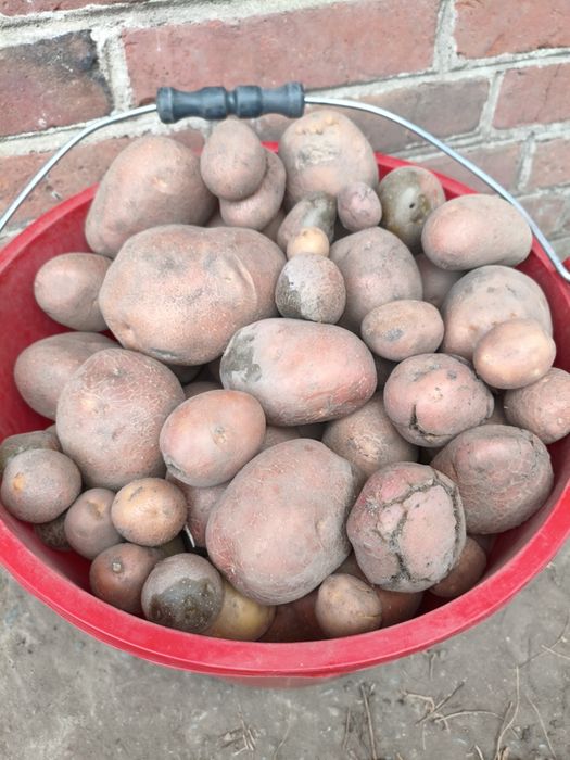 Bellarosa ziemniaki odpadowe, paszowe, w workach 25kg