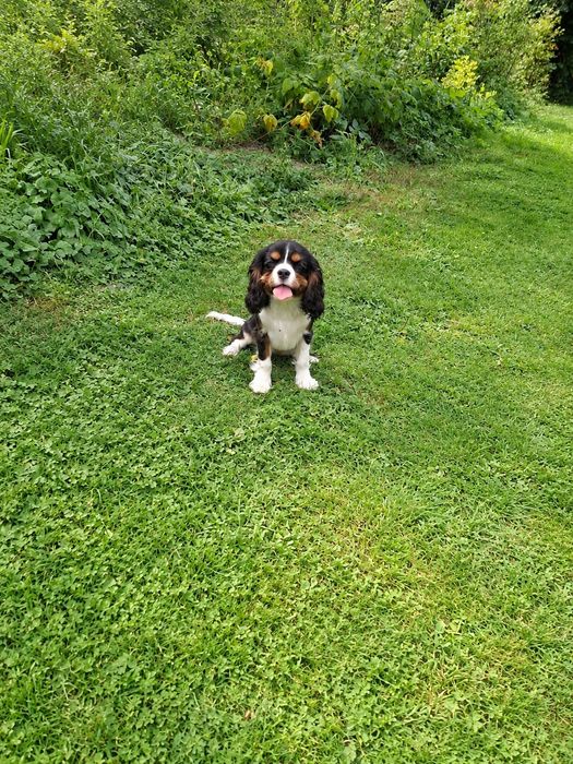 Cavalier King Charles Spaniel suczka wspaniała
