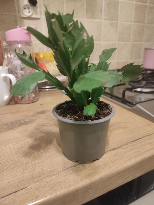 Roślina do wzięcia