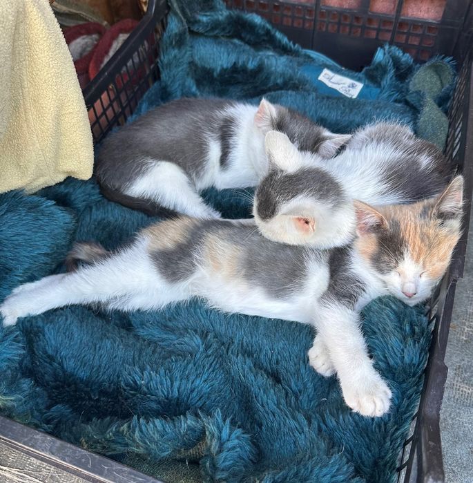 Котята ищут семью
