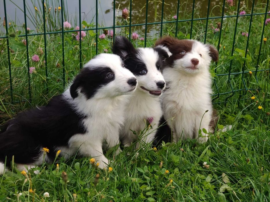 Szczeniak Suczka Border Collie