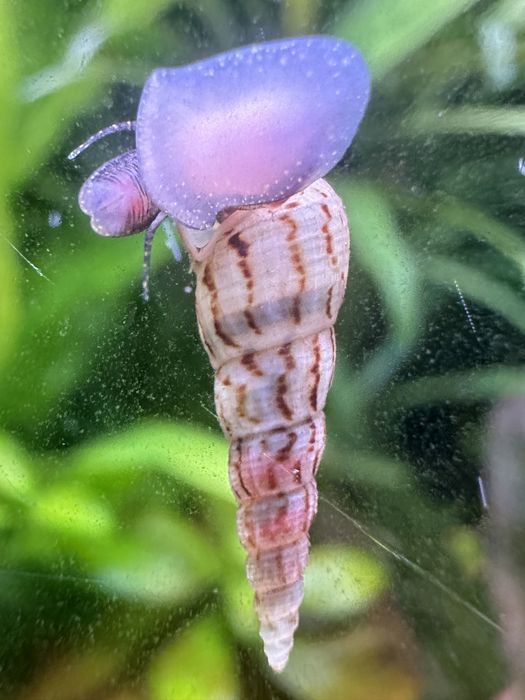 Ślimaki wodne (rozdętki,świderki,zatoczki)