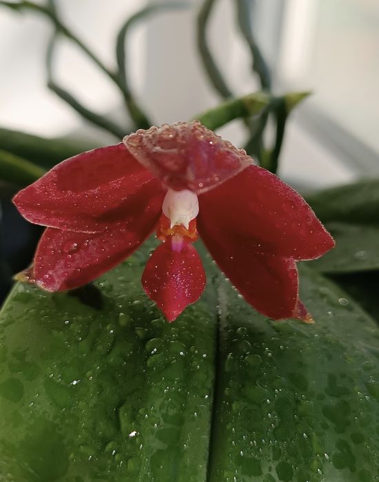 Орхідея фаленопсіс Yavanica x LD'S King