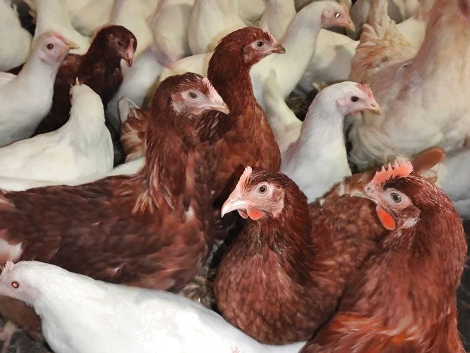 KURY NIOSKI Rosa Leghorn Dominant