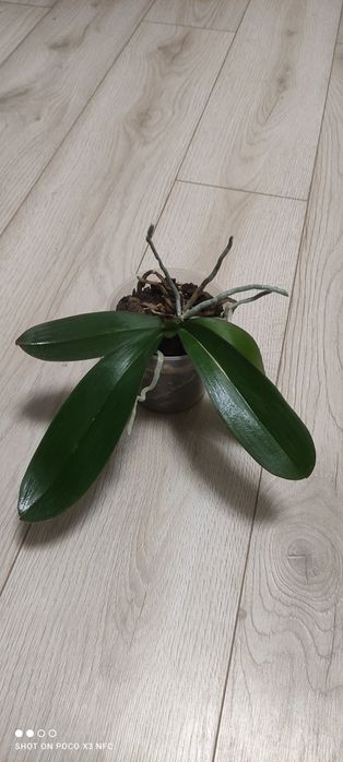 Продам орхидею , сейчас цветёт