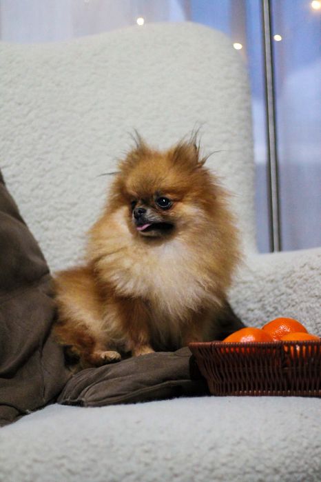 Померанский Шпиц девочка Мини