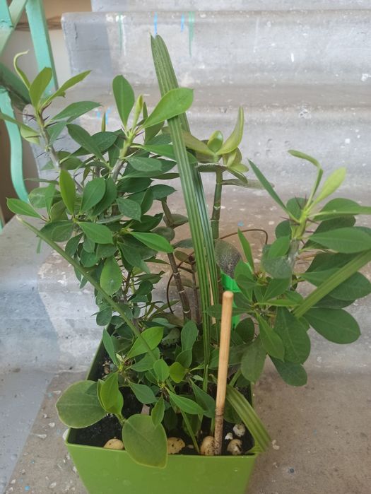 Молочай. Гибискус. Фуксия. Кактус