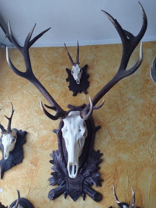 Poroże jelenia wieniec