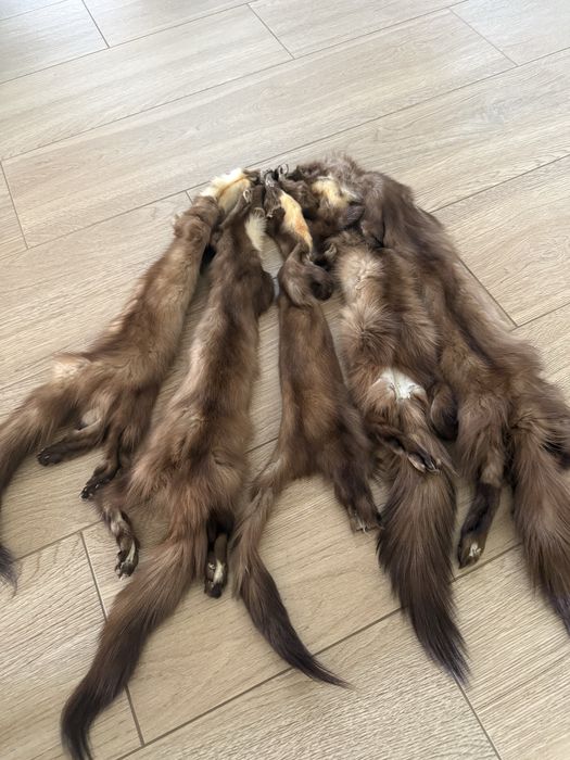 Куниця камʼянка лісова шкури