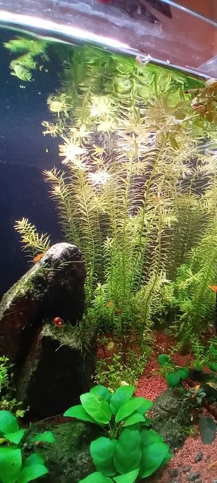 Rotala Rotundifolia sp. Green