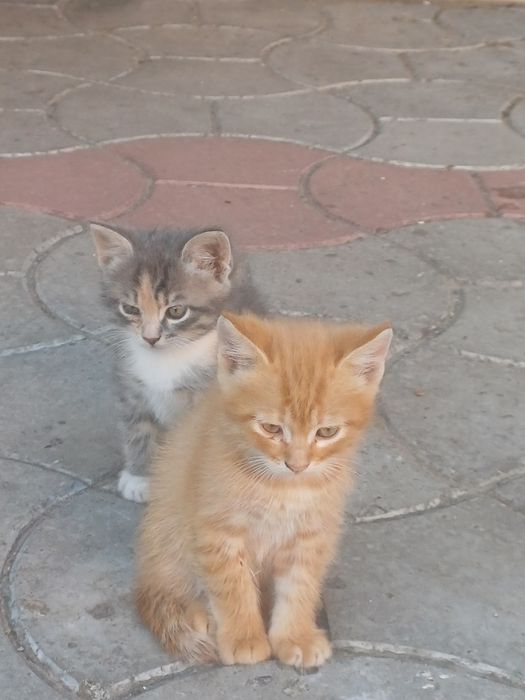 Котята бесплатно